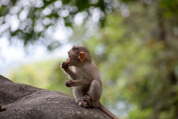 Brown primate perched on a large boulder eating a snack