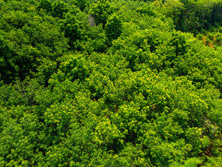 Aerial view Drone camera rainforest trees ecology with healthy environment concept and summer...
