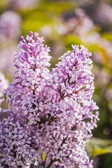 Fototapeta premium Vibrant array of purple lilac blooms in the garden