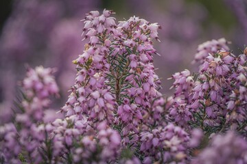 Vibrant purple shrub with delicate flowers stands out among lush green grass in a field