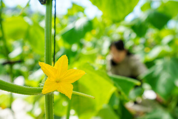 A girl is managing cucumber seedlings in the greenhouse, North China