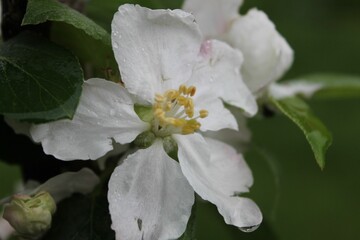 Apple tree blossom white with raindrops