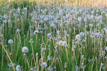 Closeup of Dandelion (Taraxacum) flowers in a green field