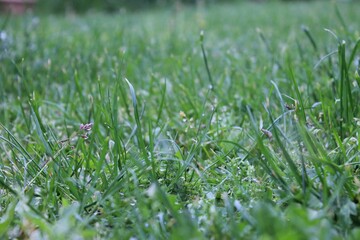 Close-up macro shot of lush green grass blades in a peaceful park setting