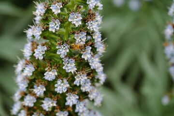 Close-up shot of Echium virescens flowers grown in the garden in spring
