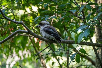 Close-up shot of a Laughing kookaburra bird perched on a tree branch