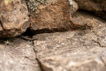 Close-up shot of a Cryptoblepharus among some rocks