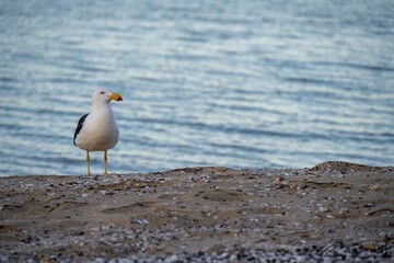 Close-up shot of a Pacific gull perched on a sandy beach near the ocean's shoreline