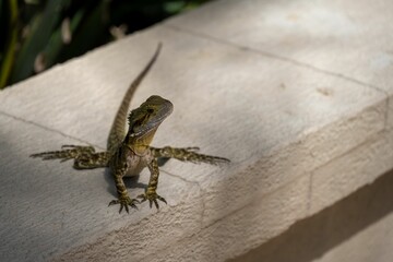 Small Intellagama lesueurii lizard on a rock surface