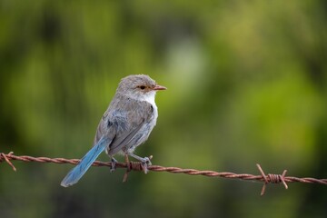Close-up shot of a cute blue-feathered bird perched atop a barbed wire fence