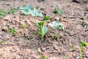 Sprouting of the first watermelon leaves.