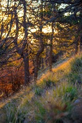 Obraz premium Sunset in a forest in the Balkan mountains over the dried grass and leafless trees