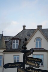 Crow perched atop a street signpost in Alesund, Norway