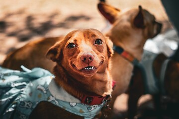 Adorable small brown dog wearing a brightly colored outfit smiling cheerfully at the camera.