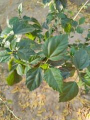 Obraz premium Vibrant bush of lush, green foliage in the foreground