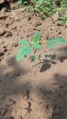 Green small tomato plant in brown soil. Closeup. Empty place for text