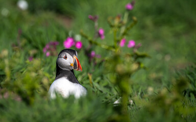 Portrait of a puffin amongst the flowers