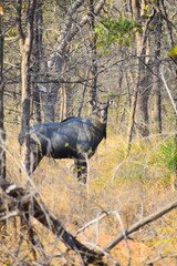 Adult sambar deer in a wild, natural environment surrounded by trees and tall grass