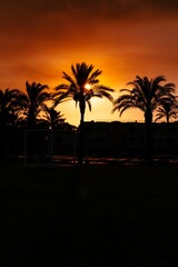 Obraz premium Silhouette of palm trees with a golden sunset in the backdrop.