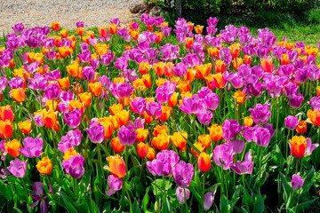 Vibrant display of orange and purple tulips.