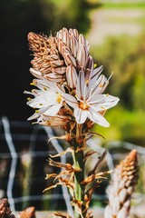 Closeup shot of an Asphodelus albus plant.