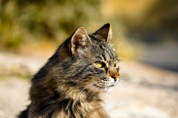 Fototapeta premium Portrait of a furry tabby cat in a field.