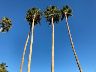 Obraz premium Low angle shot of a row of vibrant palm trees against a bright blue sky