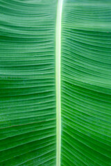 Green leaves of banana tree