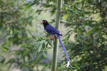 Taiwan blue magpie perched on a green leafy branch. Urocissa caerulea.