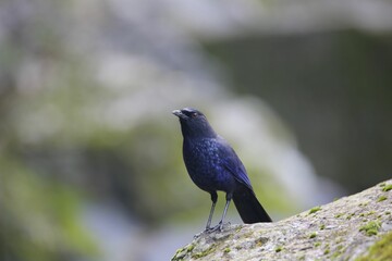 Whistling thrush perched on a gray rock against a blurry background.
