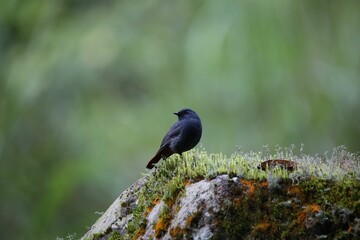 Plumbeous water redstart on a mossy rock. Phoenicurus fuliginosus.