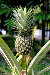 Obraz premium Fresh pineapple in the garden