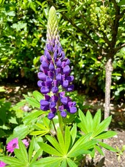 flowers in the garden