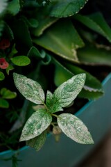 Fresh green basil leaves