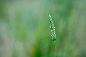 wheat grain crop in a field in a farm growing in rows. growing a crop in a of wheat seed heads mature ready to harvest. barley plants close up