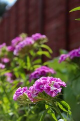 Obraz premium Closeup of clusters of purple flowers surrounded by green foliage. Dianthus barbatus, sweet William.