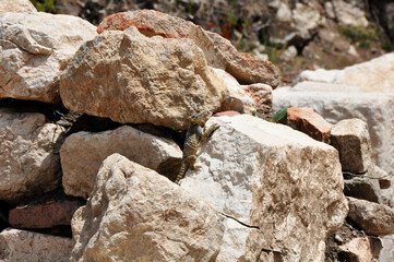Agama lizard sunbathing on rock