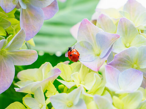 Ladybug on vibrant hydrangea flower petals