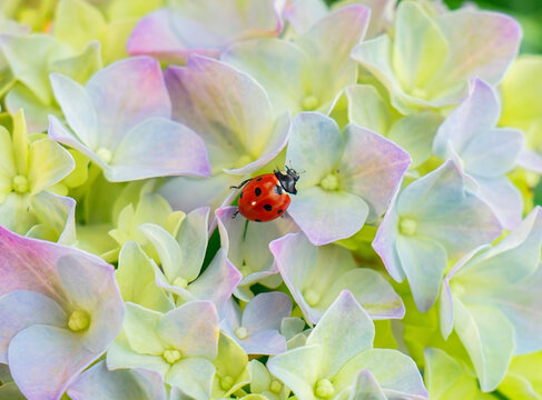 Ladybug on pastel hydrangea - a macro nature marvel