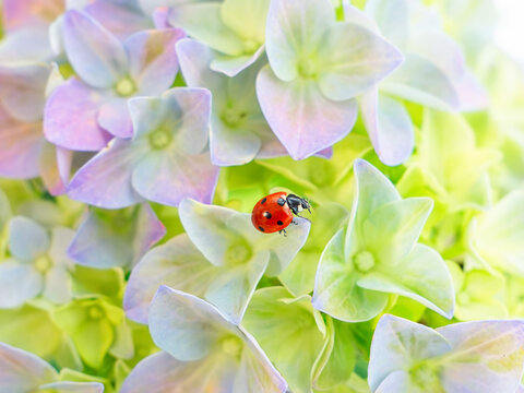 Ladybug on pastel hydrangea - a macro nature marvel