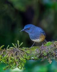 Closeup shot of a Nilgiri blue robin perched on a tree branch. Sholicola major.