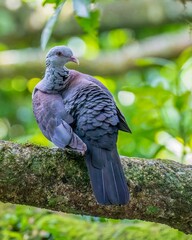 Nilgiri wood pigeon perched atop a tree branch in a wooded area.
