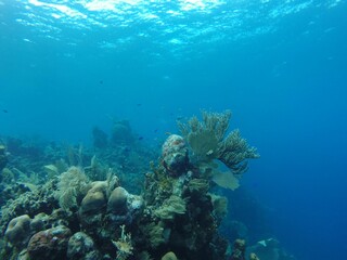 Tranquil scene of a coral reef with swimming fish.