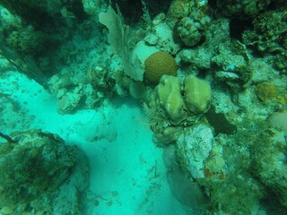 Diversity of a coral reef.