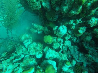 Diversity of a coral reef.