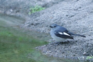 Female Oriental magpie-robin near a pond. Copsychus saularis.