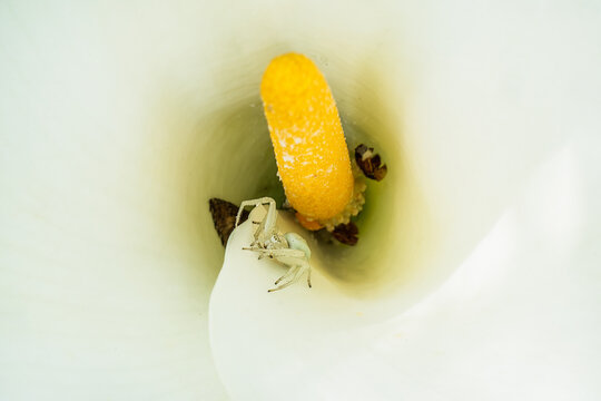 White crab spider ambushes prey inside a flower