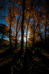 Fototapeta premium Autumn in La Fageda D En Jorda Forest, La Garrotxa, Spain