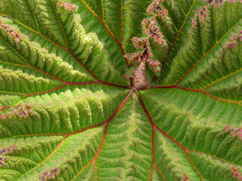 Vibrant Gunnera Leaf Patterns and Textures Close-Up