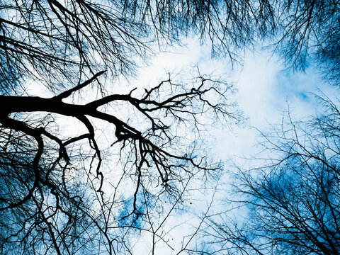 Silhouetted tree branches against a clear sky